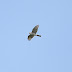 9月7日絵鞆半島の渡り鳥、ハチクマが飛びました。