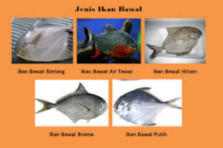 jenis ikan bawal