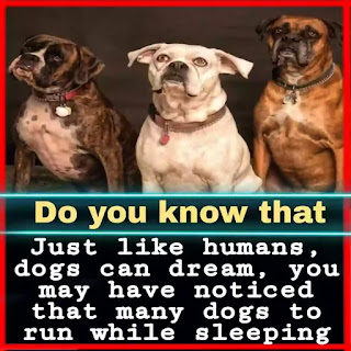 interesting facts about dogs