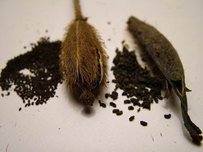 Seeds and seed pod of Meconopsis betonicifolia