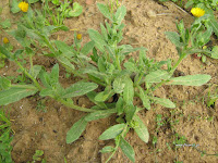 Calendula+officinalis Τα άγρια φαγώσιμα χόρτα της Ελλάδας!