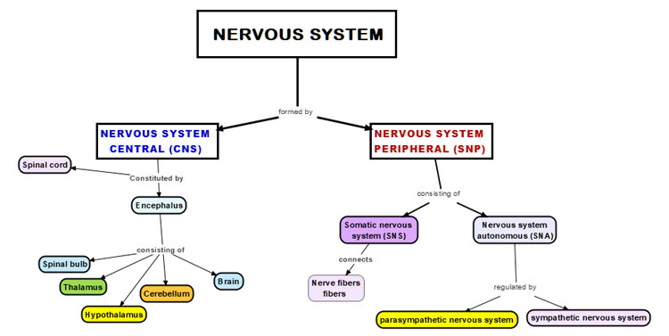 Second step to make a conceptual map of the nervous system: identify the secondary concepts.