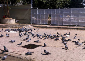 pigeons being fed in the city