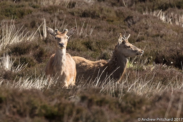 Two you male red deer stand in moorland heather, one has blunt pedicles, teh other has small single spikes for antlers.