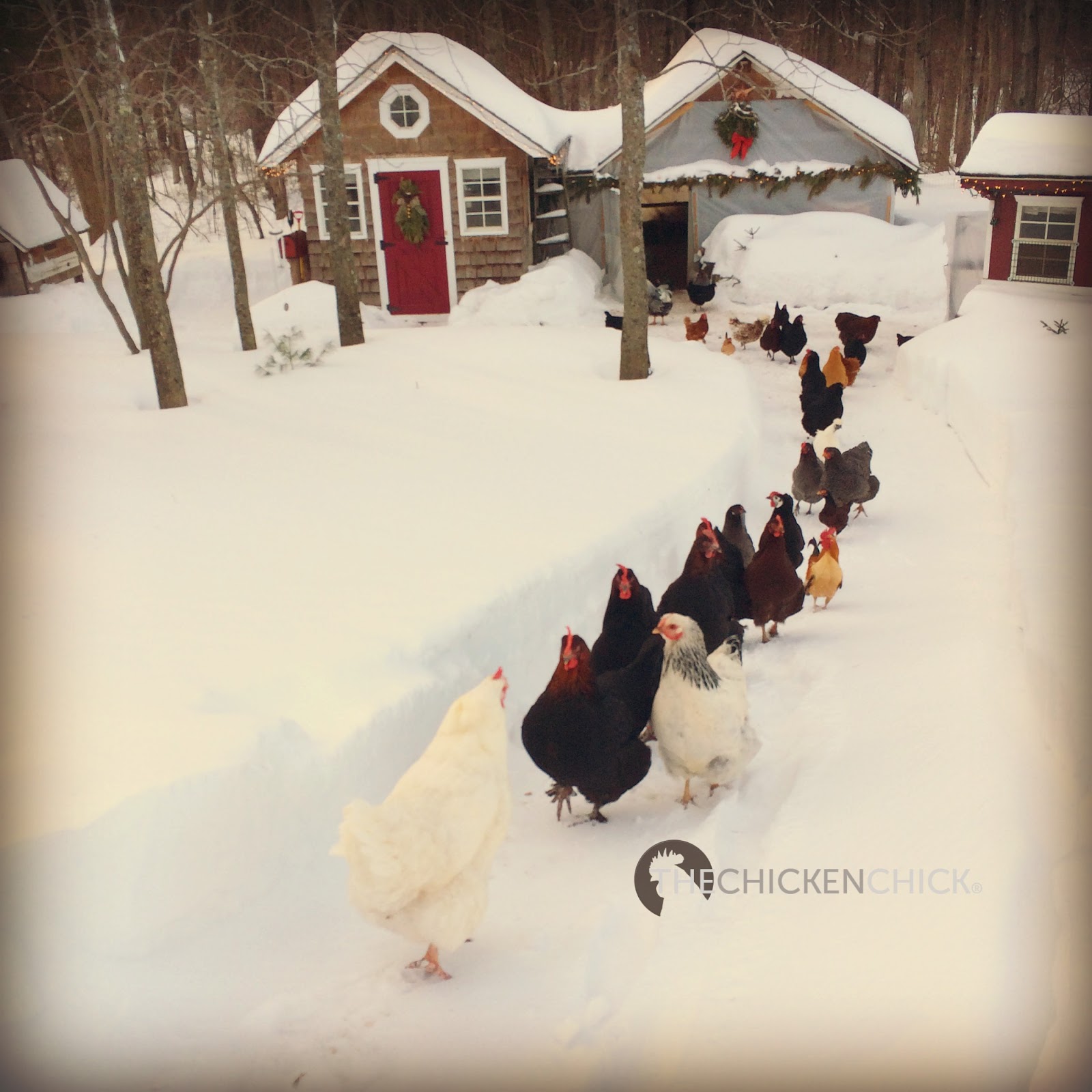 Surviving Winter with Chickens | The Chicken Chick®