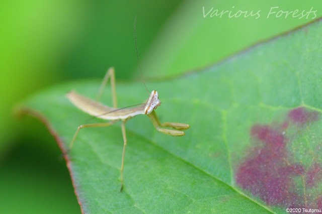 Some insects from my Baby Praying mantis