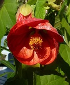 red flower