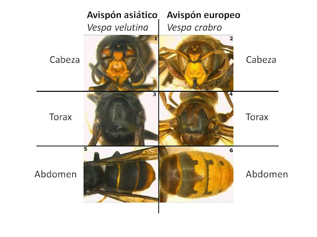 https://amigosfnyh.wordpress.com/2015/03/20/la-avispa-asiatica-una-grave-enemiga-para-la-biodiversidad/