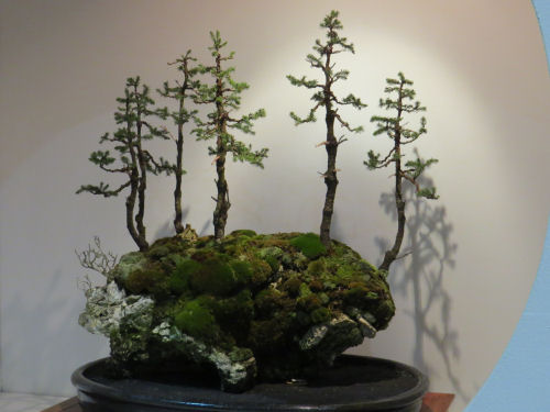 Philadelphia Flower Show Bonsai