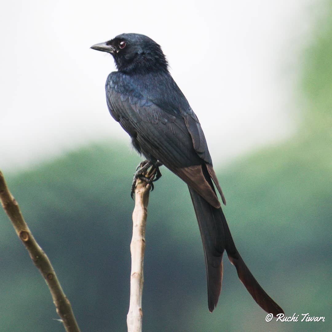 Black Drongo