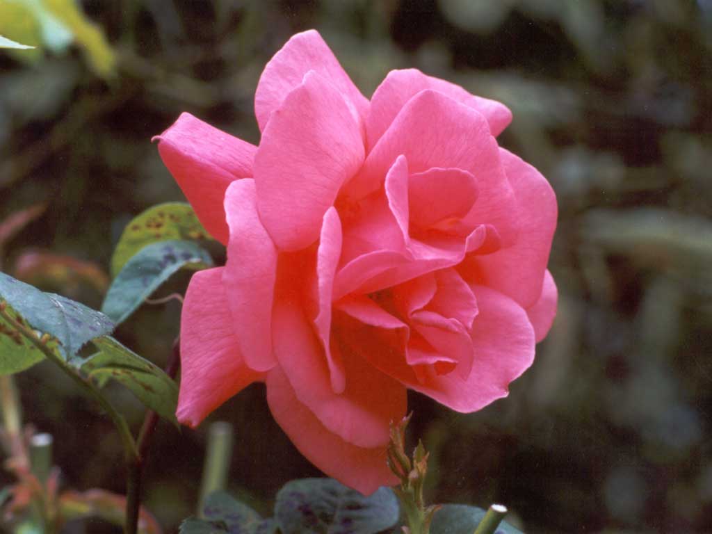 Pink Roses: Symbolizes:
