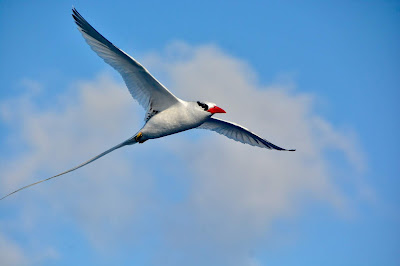 Tropic bird in flight