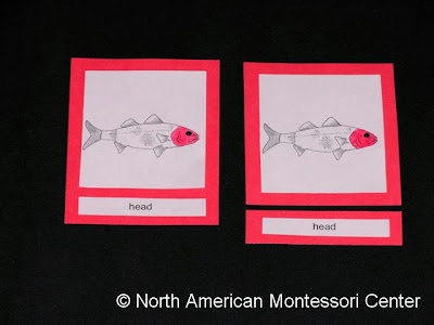 NAMC developing vocabulary Montessori nomenclature cards