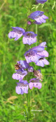 beardtongue, Penstemon