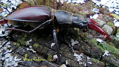 Lucanus cervus