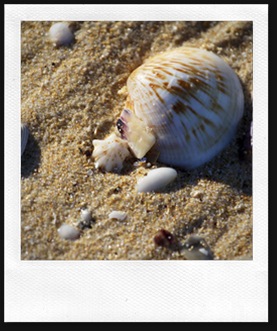shell