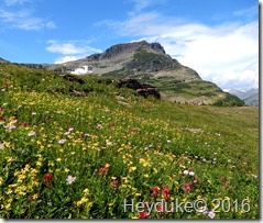 Hidden Lake Trail Glacier NP MT 057