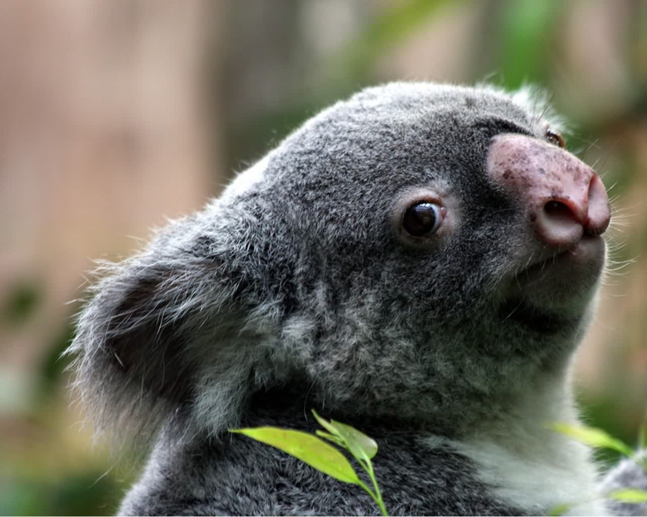 Animal Free Wallpapers  Animal Koala  Bear  Free Wallpapers 