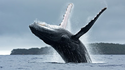 Solend Menghindari Bencana PR dengan Rencana U-Turn over untuk Mendapatkan Akses ke Whale's Wallet