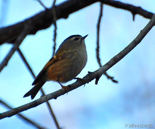 9. golden-crowned kinglet-kab