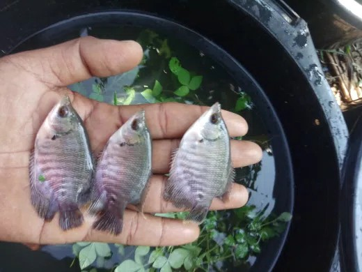 Daftar Harga Bibit Ikan Gurame Biasa