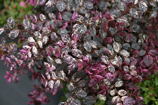 Jazz Hands Variegated Loropetalum from Proven Winners ColorChoice