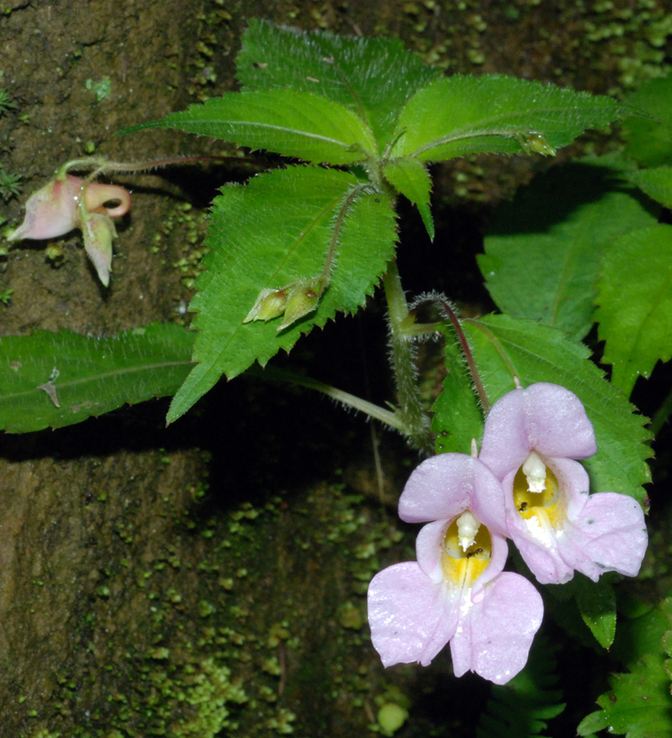 福星花園 紫花鳳仙花