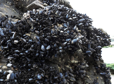 Mussels on rocks in Cornwall