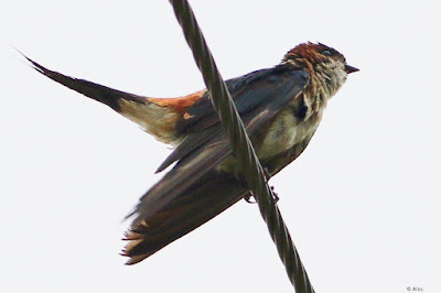 "Red-rumped Swallow - Cecropis daurica , ruffling its feathers on a wire."