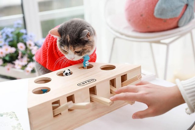 The Best Cool Cat Toys of 2020