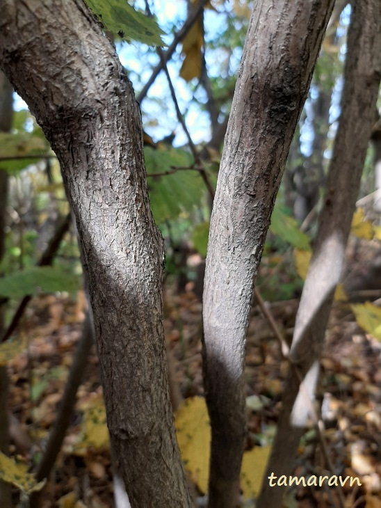 Лещина разнолистная / Орешник разнолистный (Corylus heterophylla)