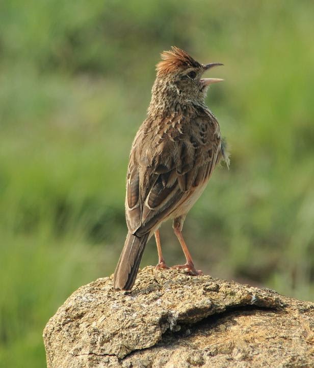 Burung Branjangan