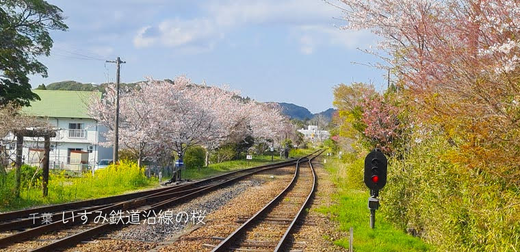 いすみ鉄道沿線の桜☆大多喜駅周辺の桜