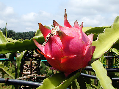 what is dragon fruit for