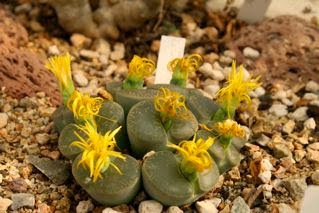 Lithops sp.