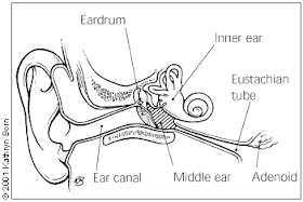 Simple ear diagrams | Ear diagram with labels | Inner ear diagram