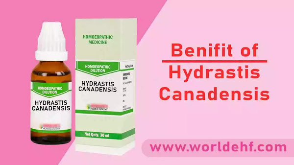 Hydrastis Canadensis Uses in Hindi | हाइड्रैस्टिस कैनेडेन्सिस के फायदे