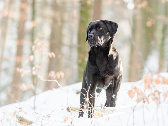 best-dogs-for-hikers