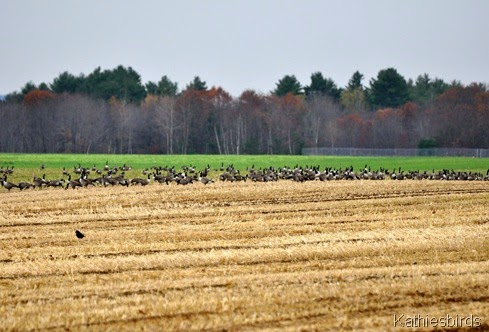 11. geese-kab