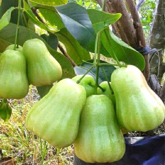 pohon jambu deli hijau istimewa Lampung