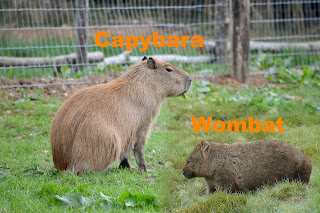 Difference Between Capybara and Wombat