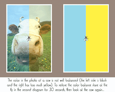 Balanced Colour in Cow illusion