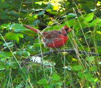 juvenile male cardinal