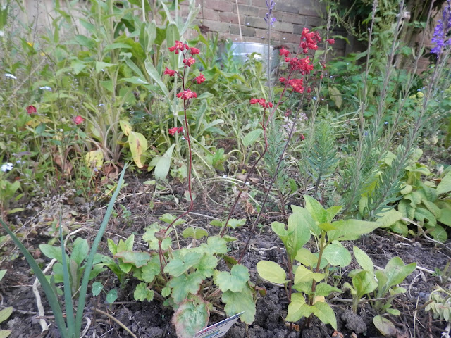 Diary of a permaculture (ish) garden, June 2018. From UK garden blogger secondhandsusie.blogspot.com #gardenblog #gardenblogger #ukpermaculture #organicgarden #suburbanpermaculture