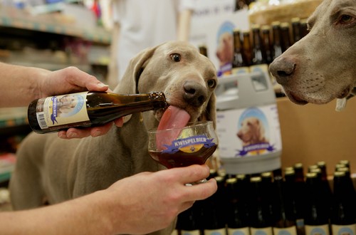 cerveza para perros