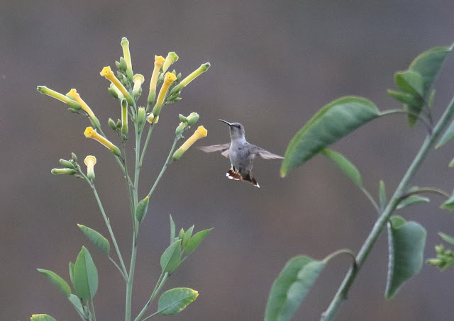 tree tobacco and hummingbird