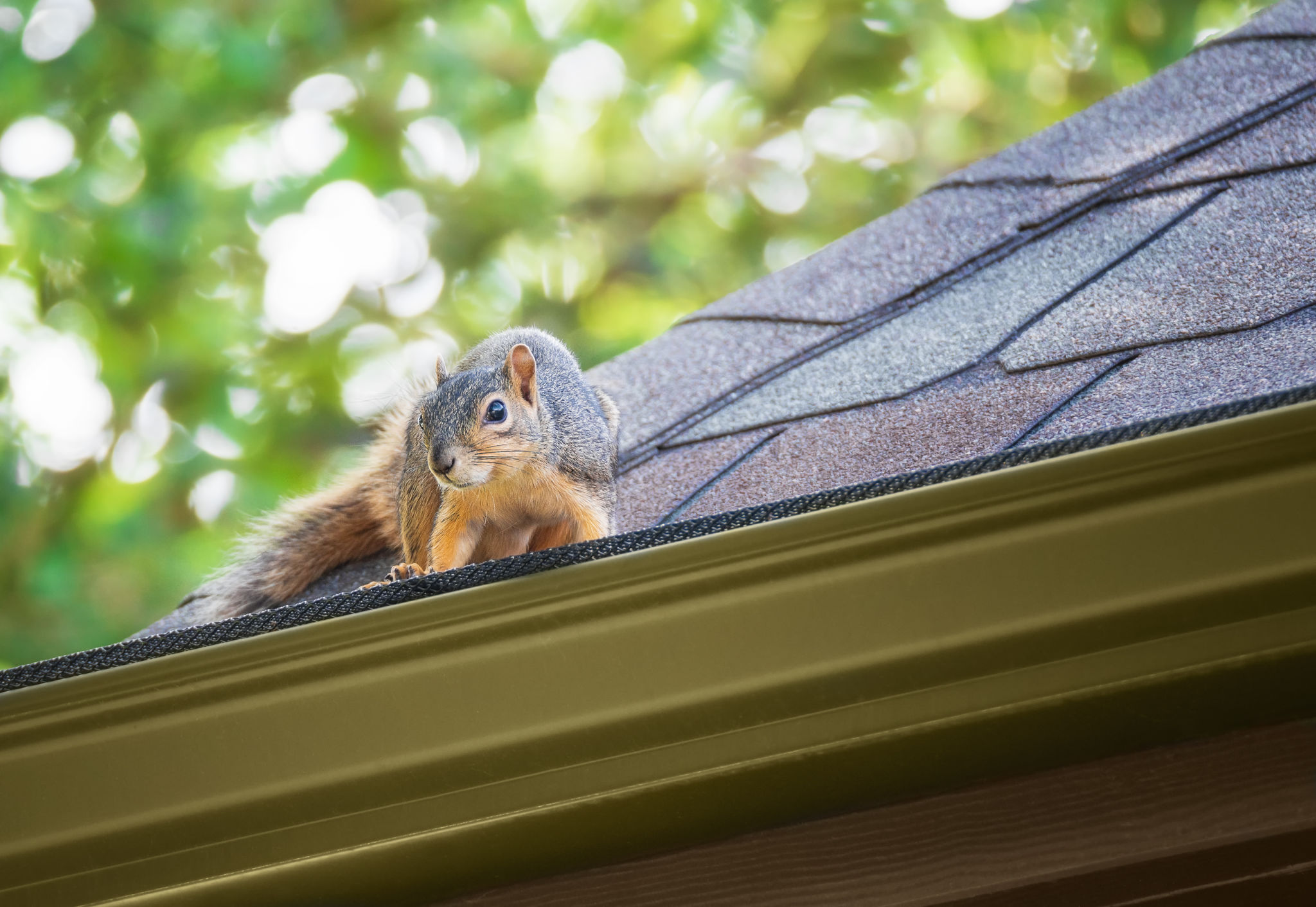 squirrel-removal-leicester