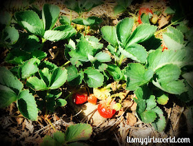 marcy's strawberry picking