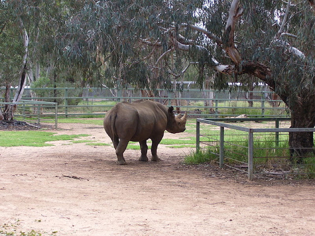 black-rhinoceros-list-trend