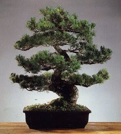 mädchenkiefer bonsai